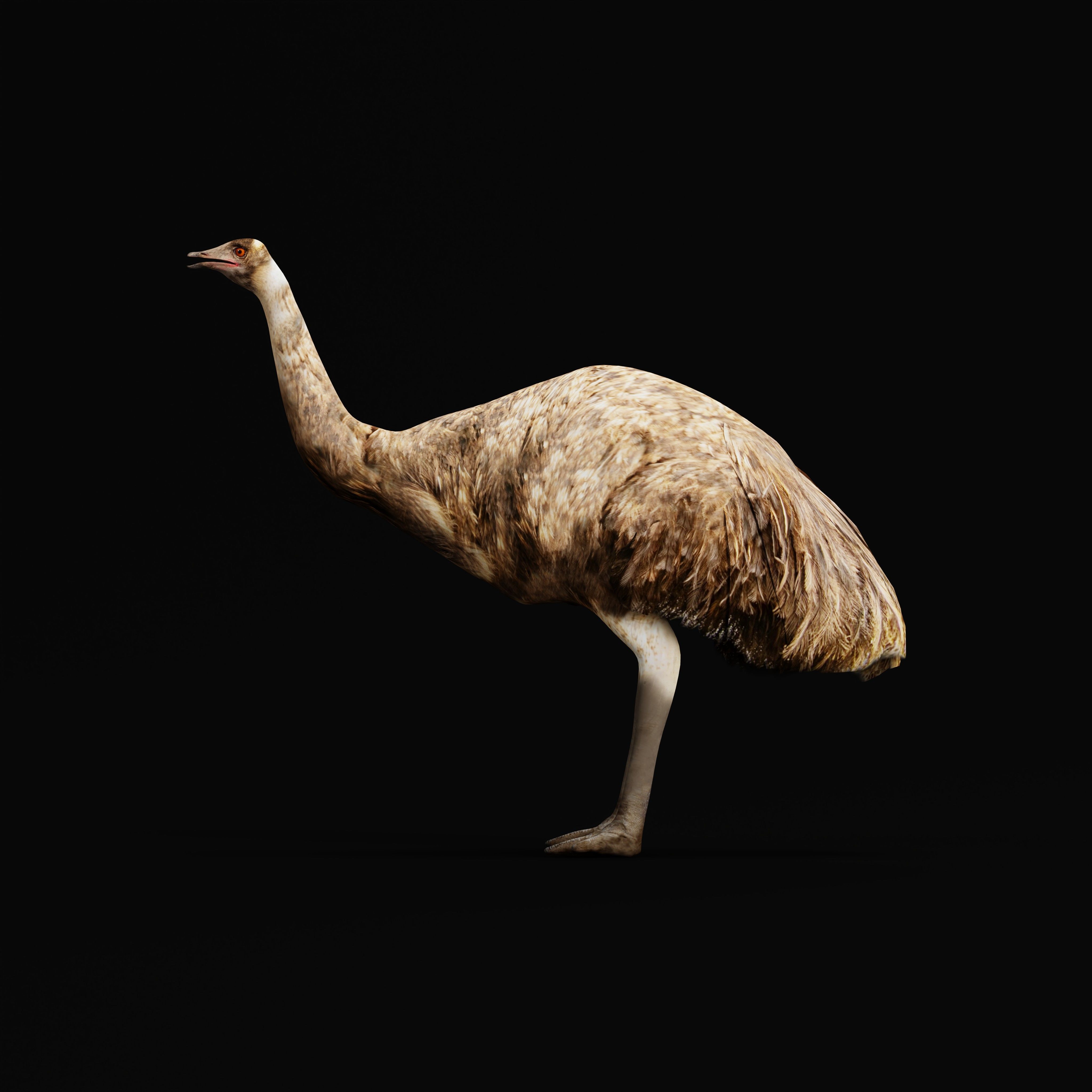 Emu Bird Low-poly 3D model_29