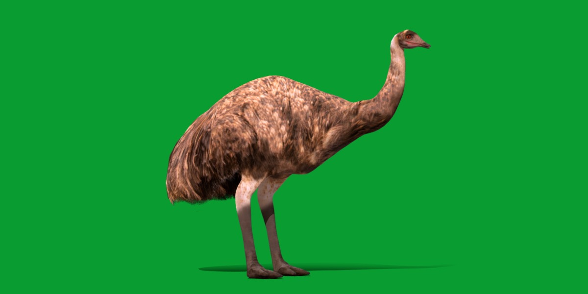 Emu Bird Low-poly 3D model_7