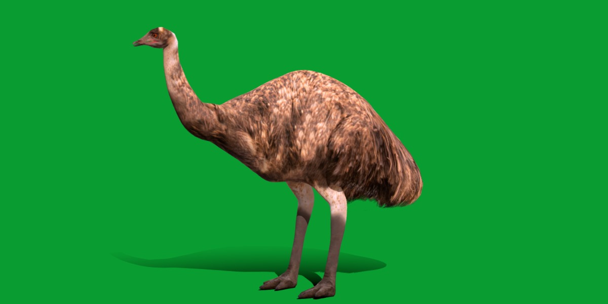 Emu Bird Low-poly 3D model_18