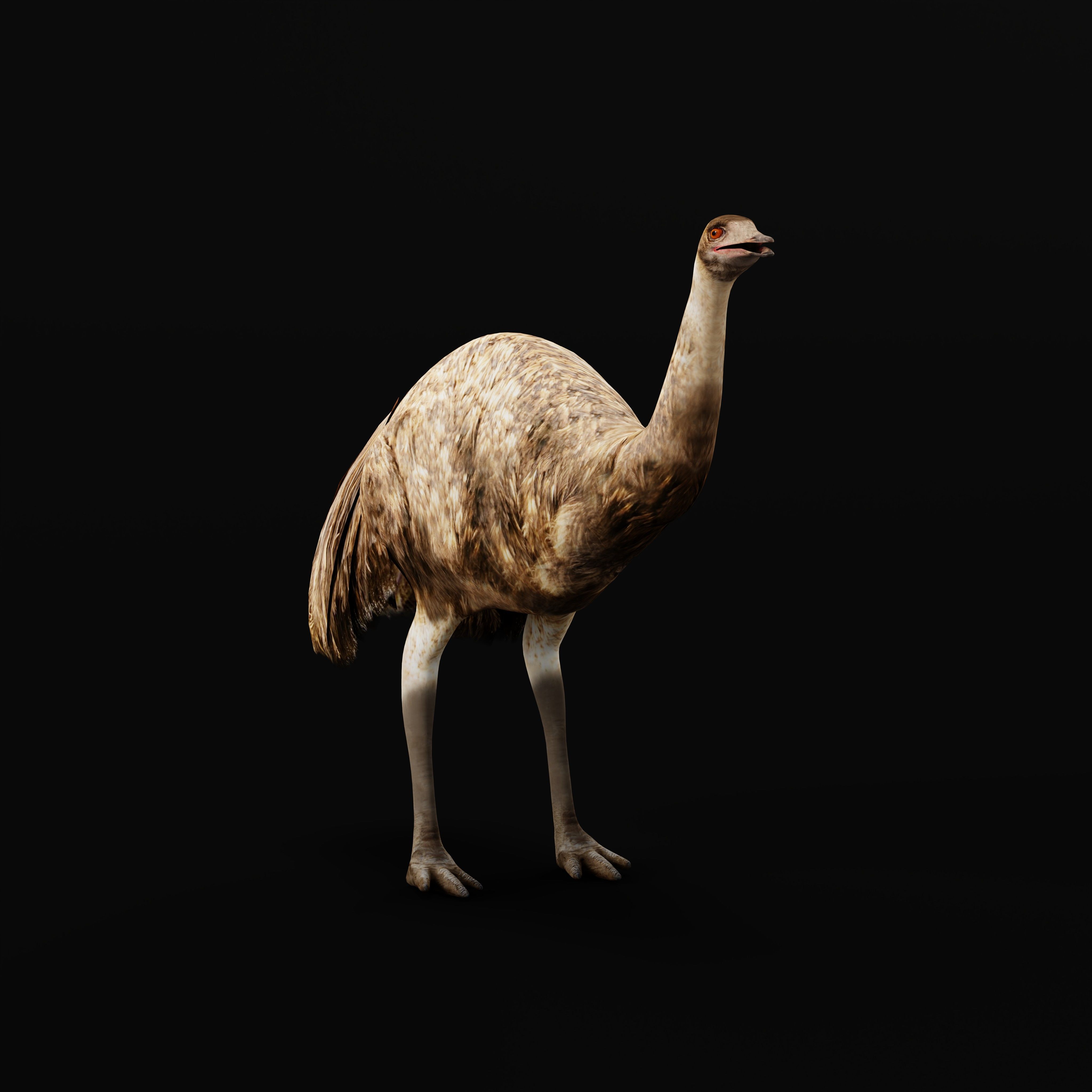Emu Bird Low-poly 3D model_28