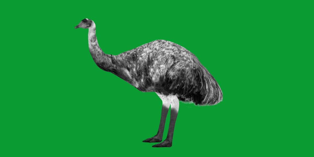 Emu Bird Low-poly 3D model_6