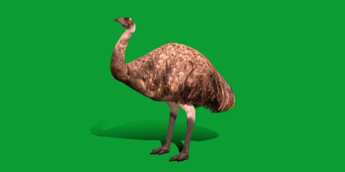 Emu Bird Low-poly 3D model_20