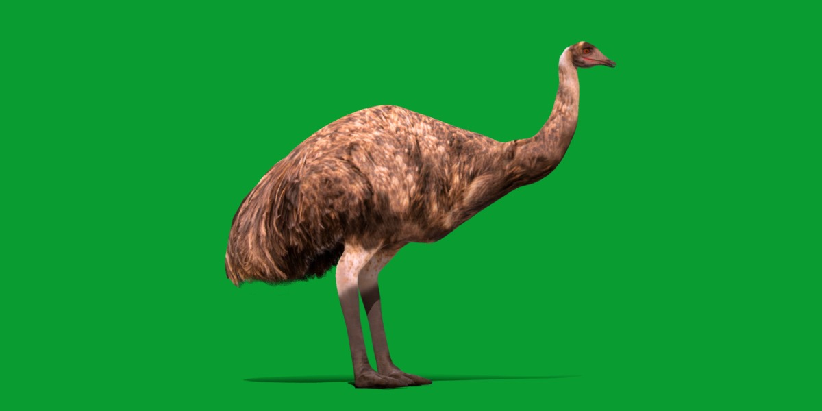 Emu Bird Low-poly 3D model_16