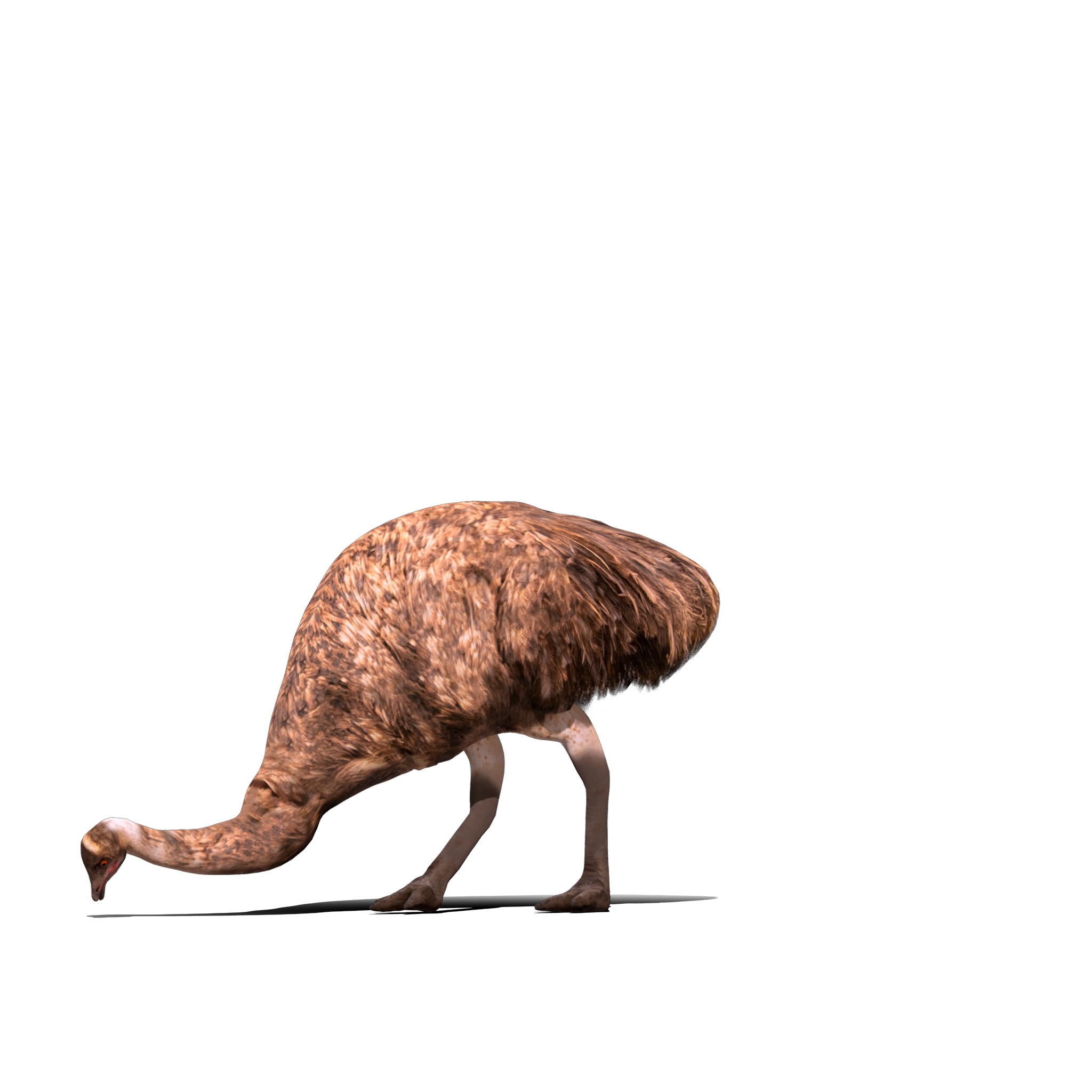 Emu Bird Low-poly 3D model_25