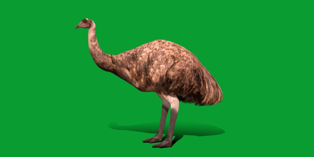 Emu Bird Low-poly 3D model_24