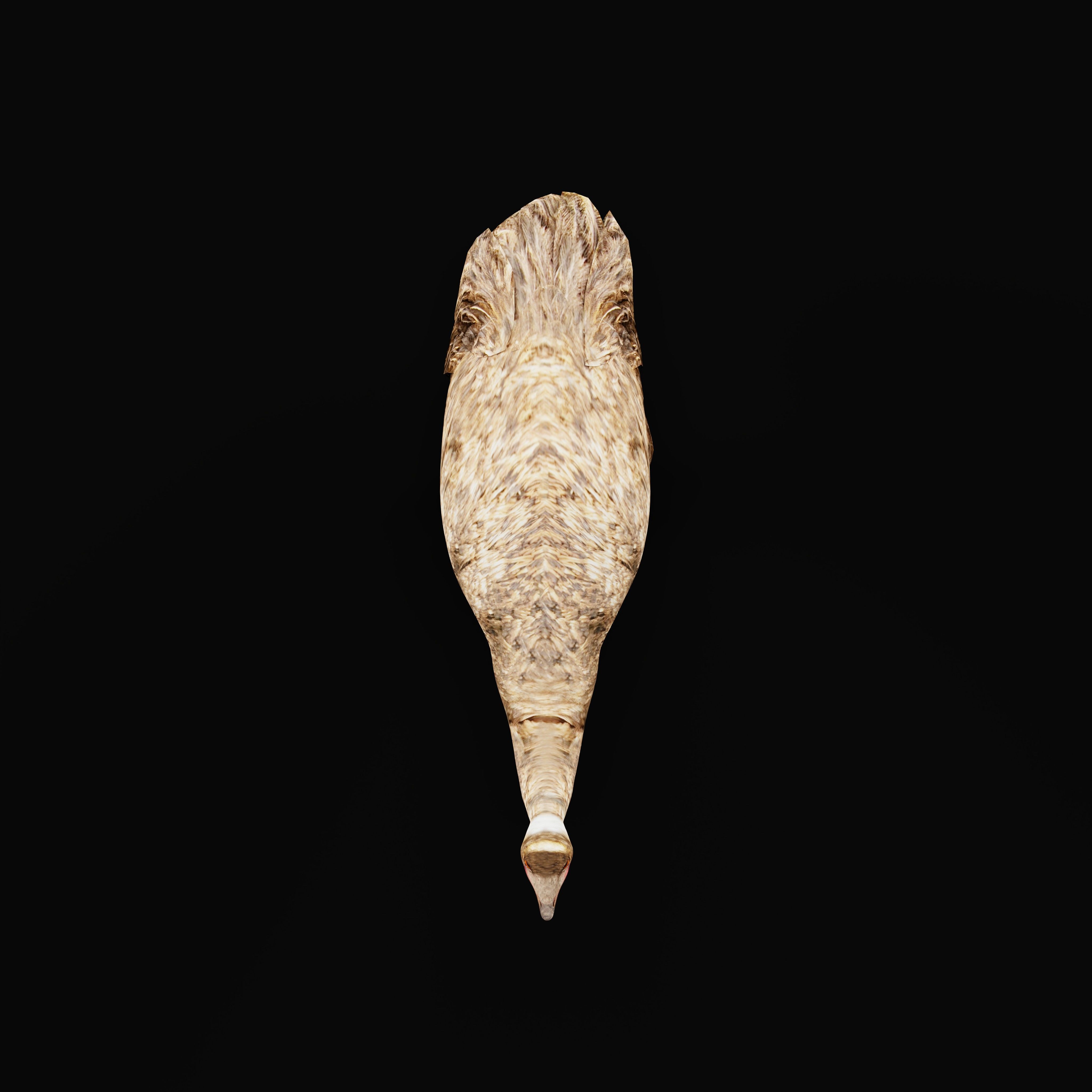 Emu Bird Low-poly 3D model_31