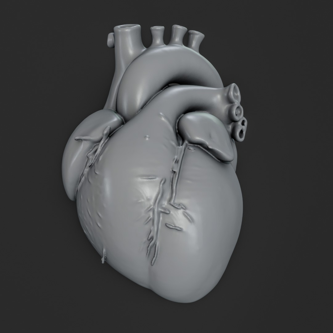 Human anatomy Heart for 3D Printing and Educational Purposes 3D print model_10