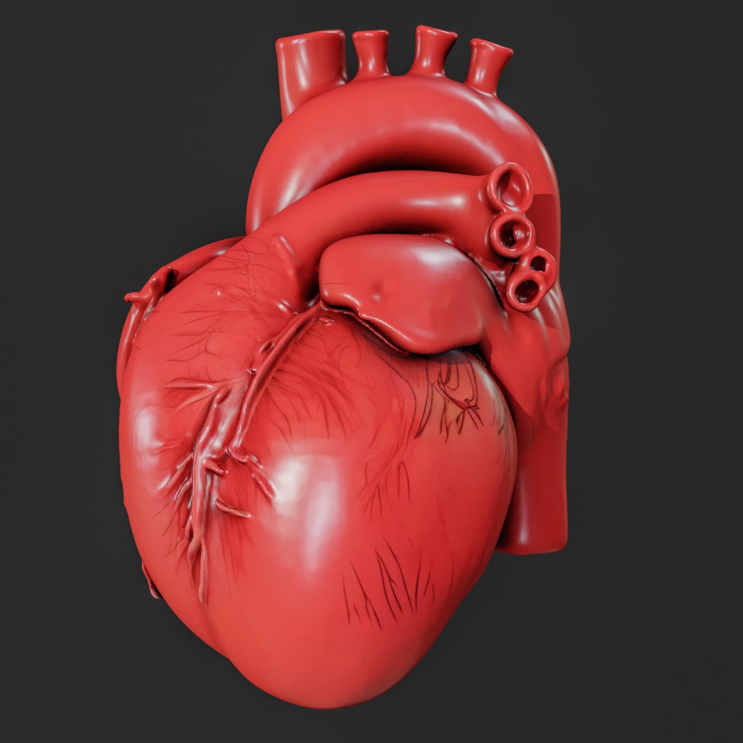 Human anatomy Heart for 3D Printing and Educational Purposes 3D print model_4