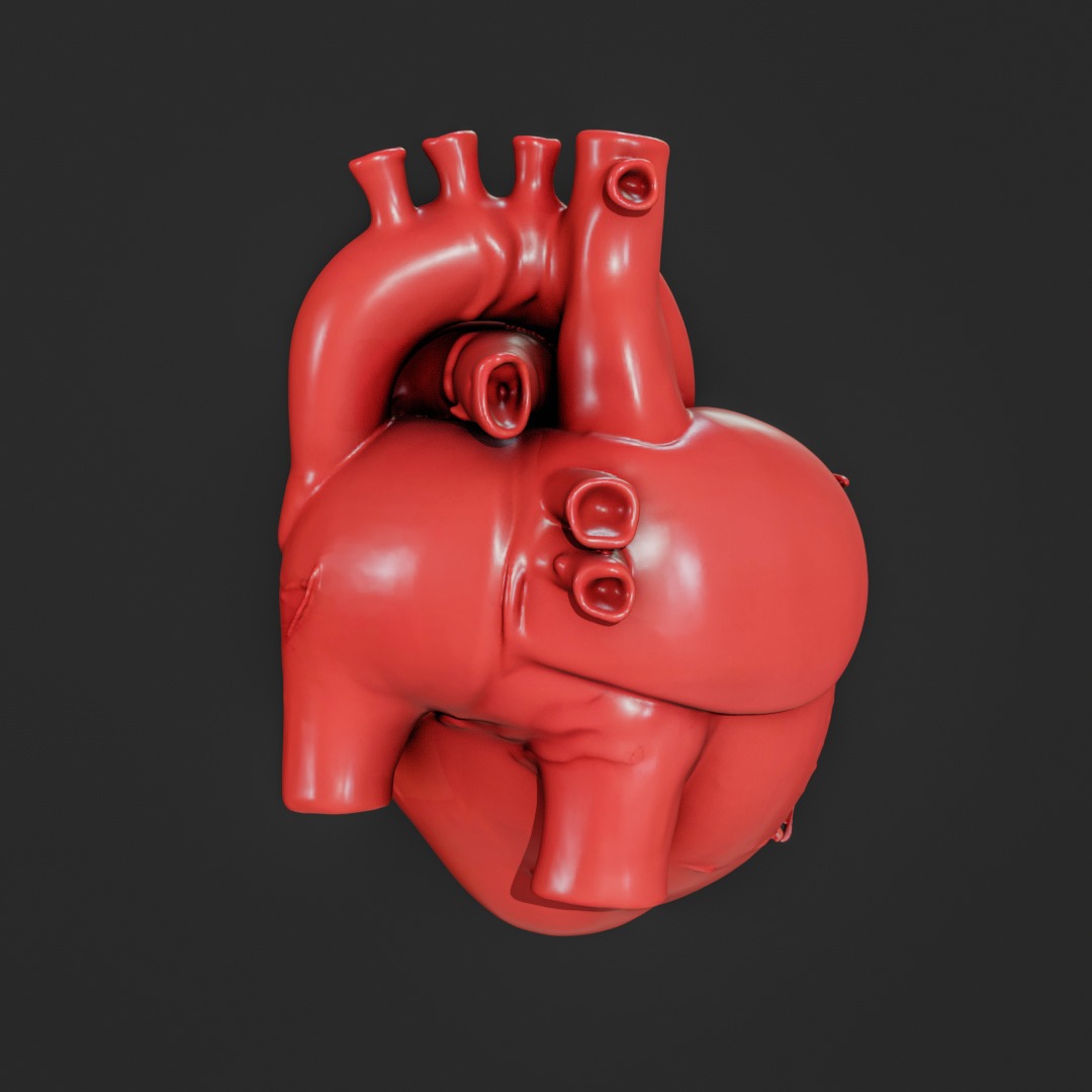 Human anatomy Heart for 3D Printing and Educational Purposes 3D print model_9