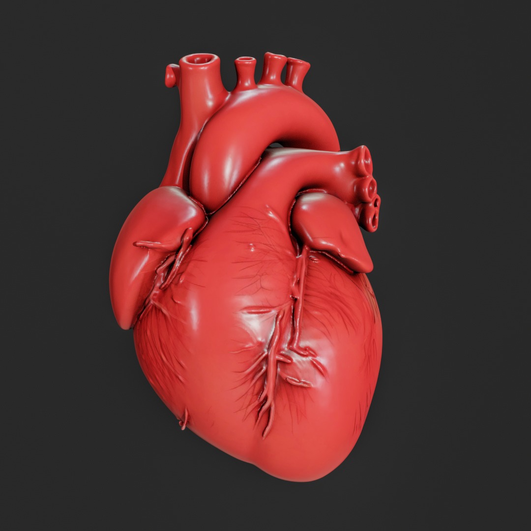 Human anatomy Heart for 3D Printing and Educational Purposes 3D print model_7