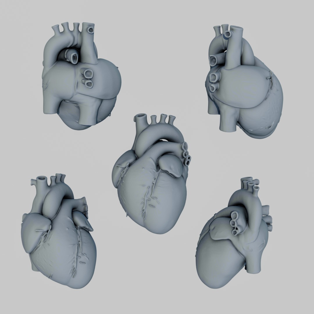 Human anatomy Heart for 3D Printing and Educational Purposes 3D print model_3