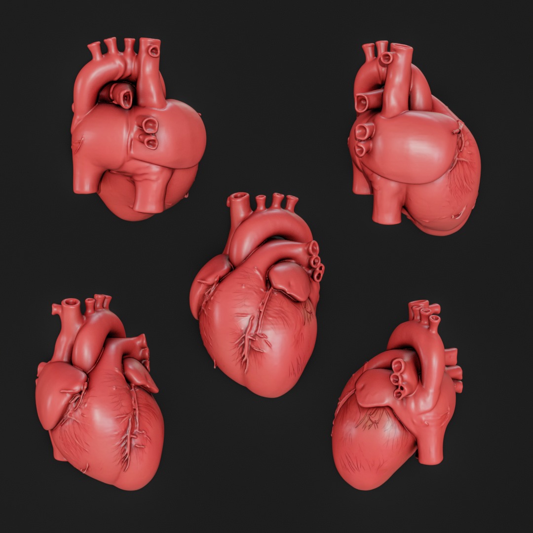 Human anatomy Heart for 3D Printing and Educational Purposes 3D print model_2