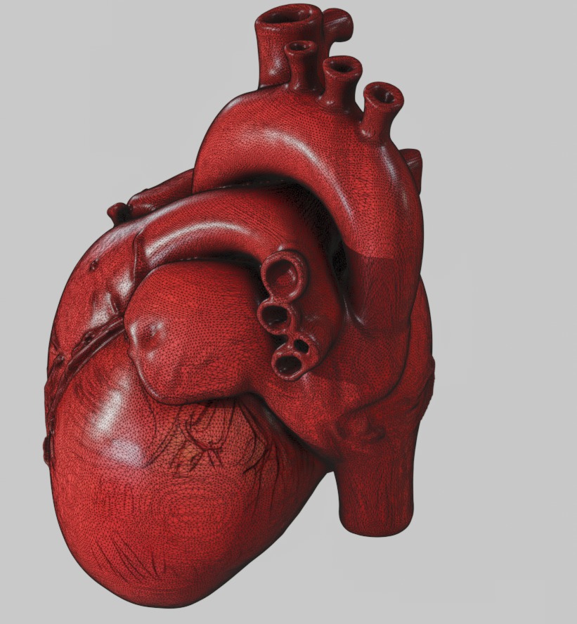 Human anatomy Heart for 3D Printing and Educational Purposes 3D print model_5