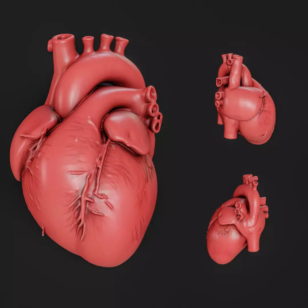 Human anatomy Heart for 3D Printing and Educational Purposes 3D print model_0