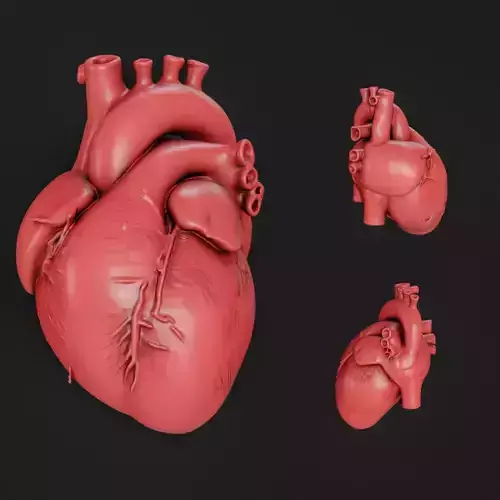  Human anatomy Heart for 3D Printing and Educational Purposes 3D print model