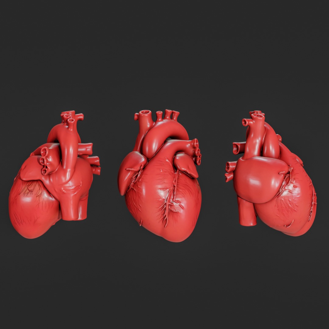 Human anatomy Heart for 3D Printing and Educational Purposes 3D print model_6
