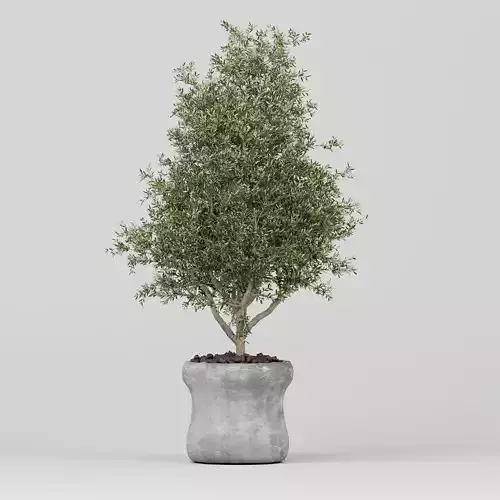 Realistic Olive Shrub in a Concrete Planter