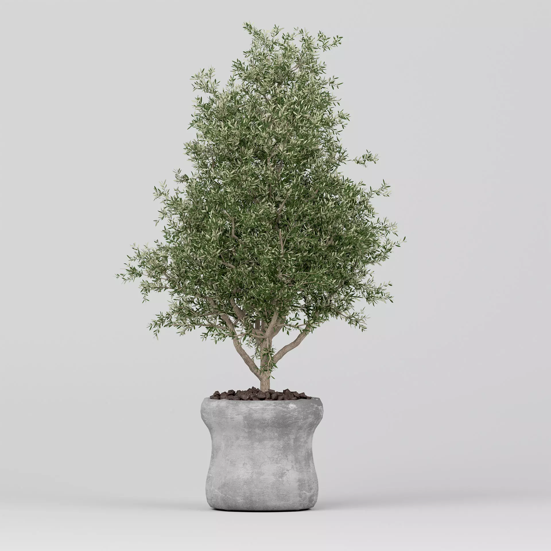 Realistic Olive Shrub in a Concrete Planter 3D model_0