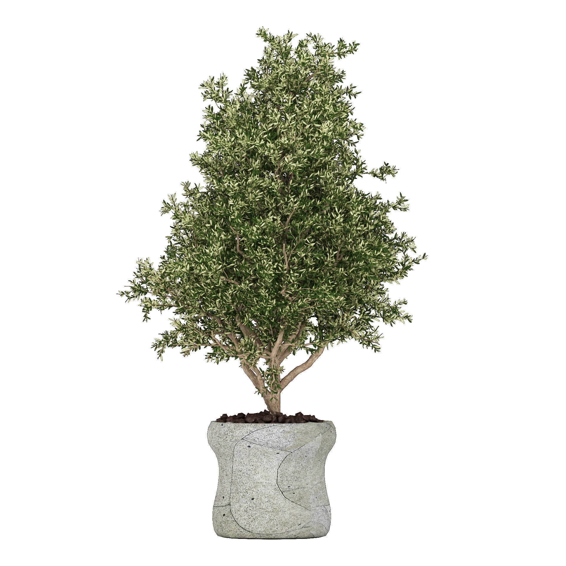 Realistic Olive Shrub in a Concrete Planter 3D model_2