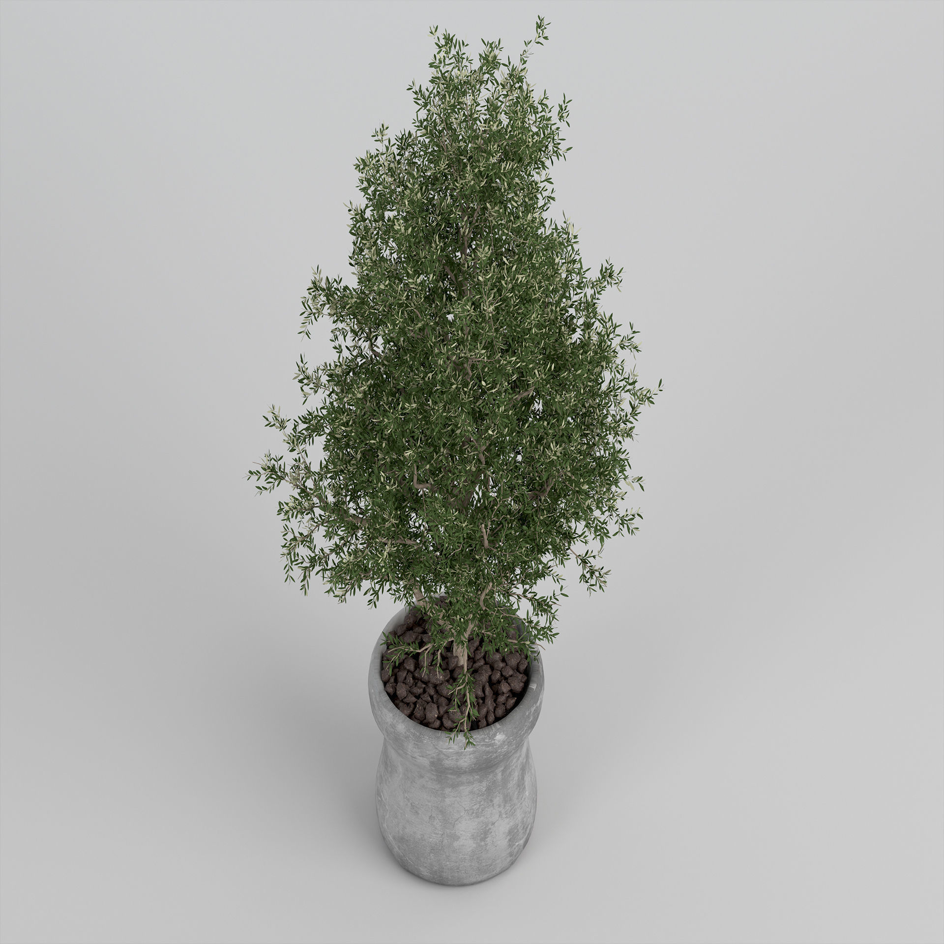 Realistic Olive Shrub in a Concrete Planter 3D model_1