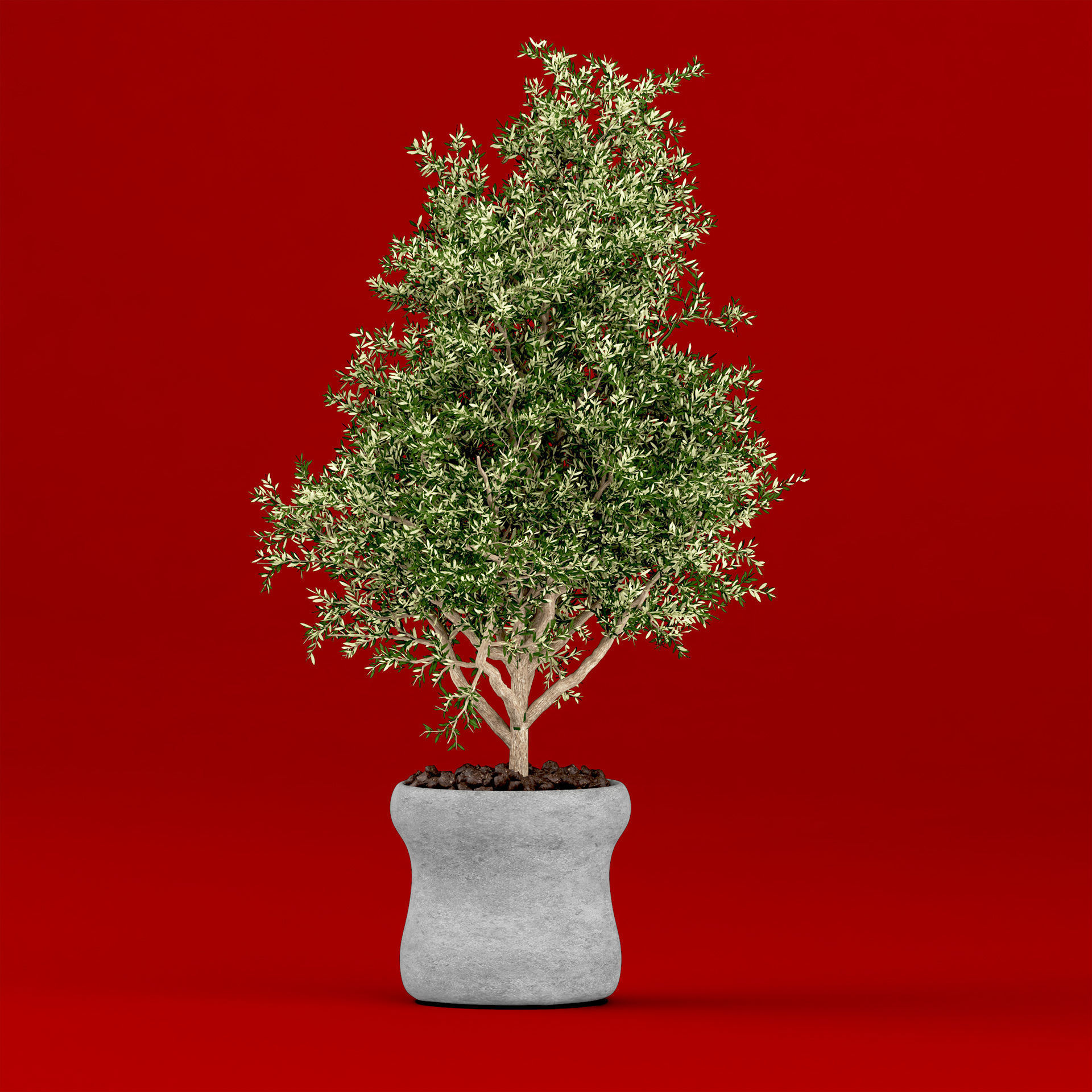 Realistic Olive Shrub in a Concrete Planter 3D model_3