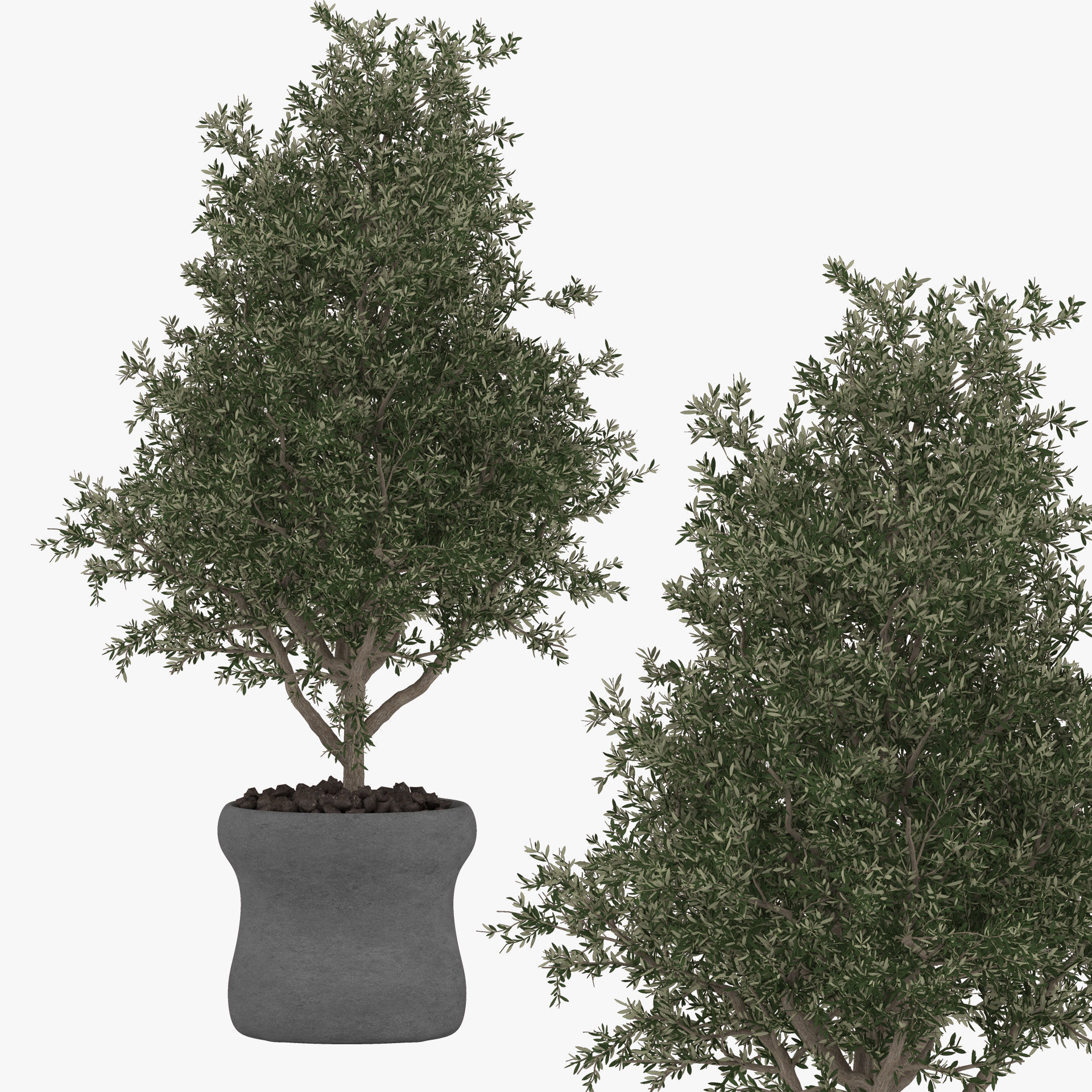 Realistic Olive Shrub in a Concrete Planter 3D model_4