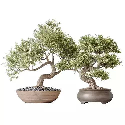 AV Indoor plants set 127 Mission Kalamata Arbequina Olive