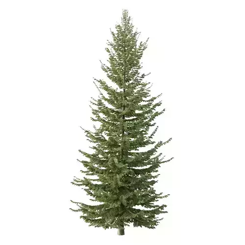 spruce tree001