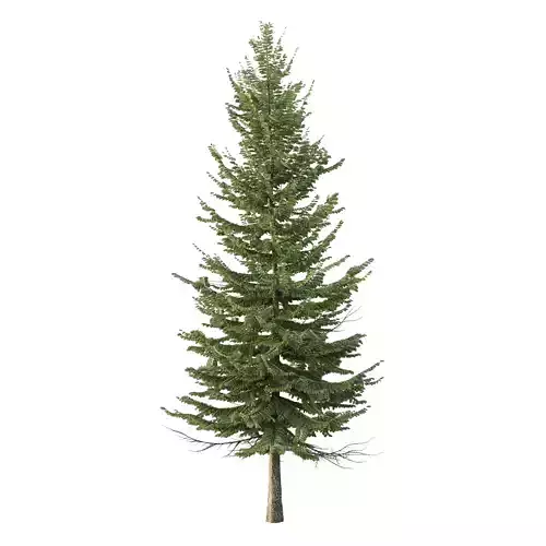 spruce tree002