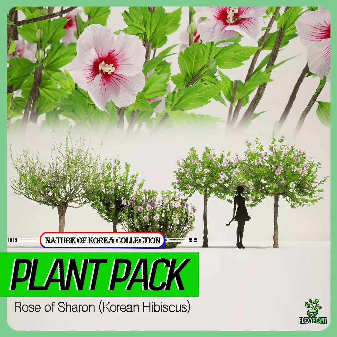 Korean Endemic Species Plant- 5 Korea Rose of Sharon Flower Tree 3D model