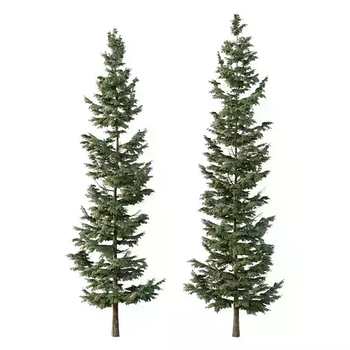spruce tree003