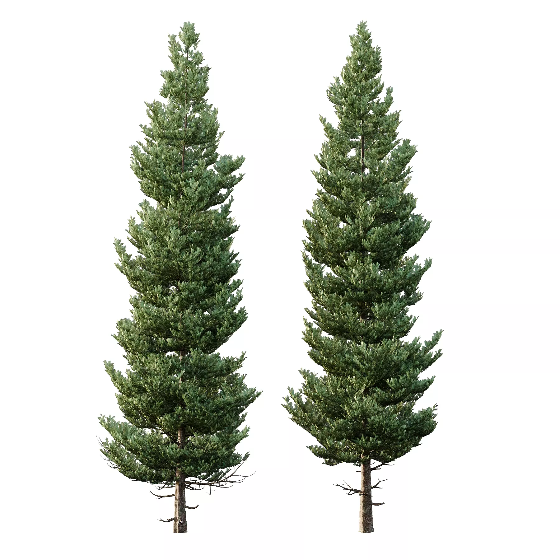 spruce tree004 3D model_0