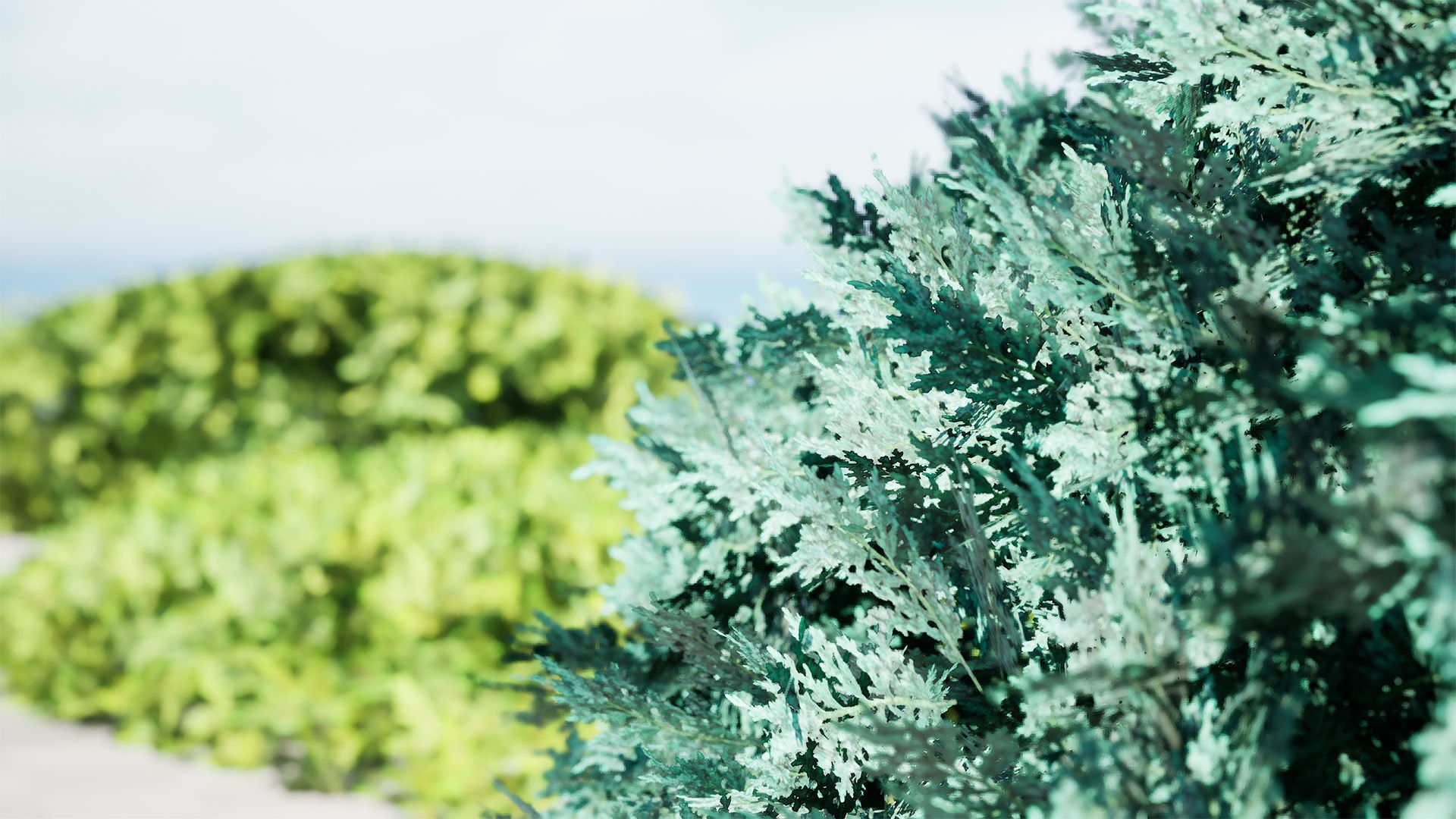 Juniper Bushes 3D Model Low-poly 3D model_8