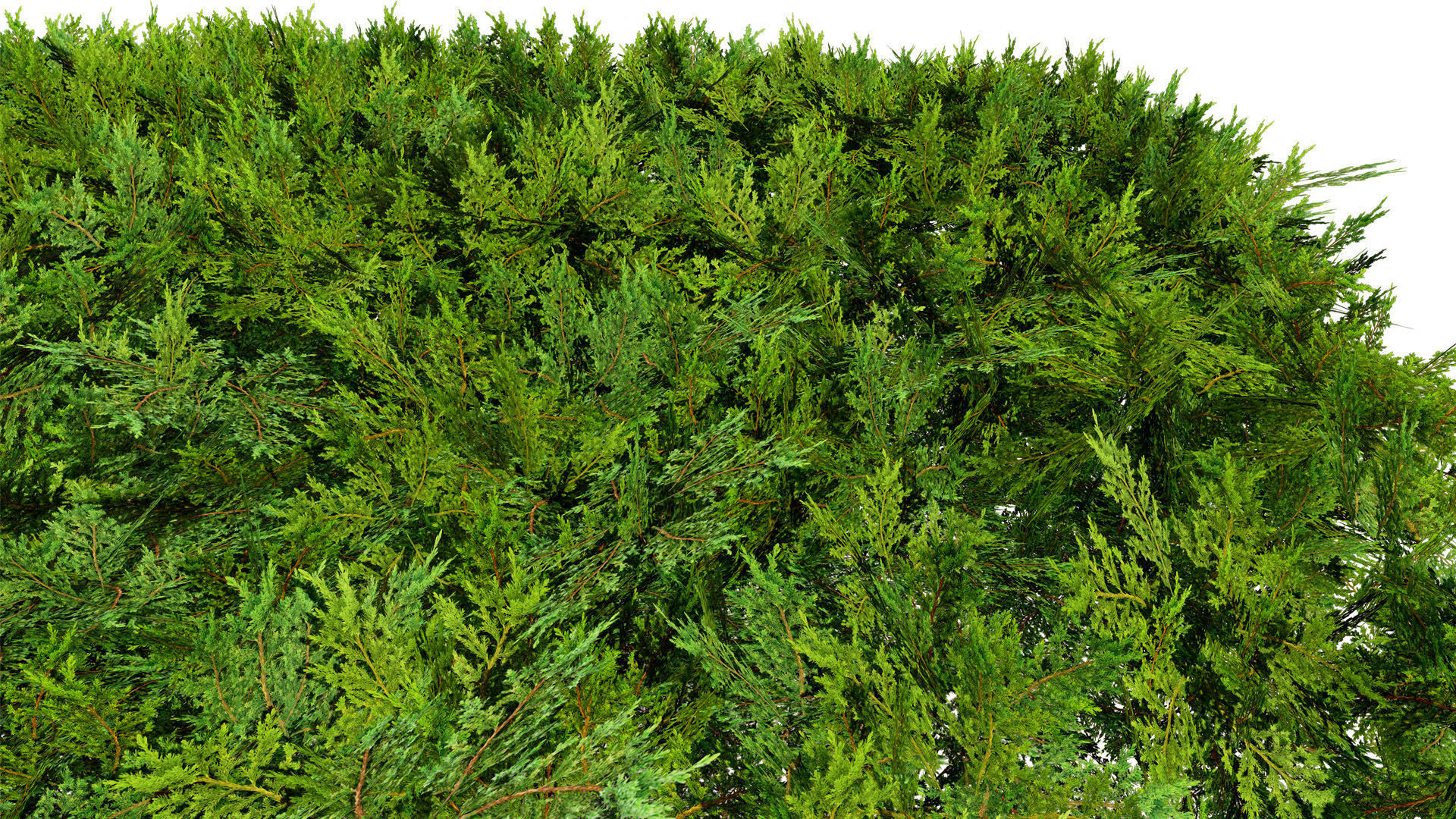 Juniper Bushes 3D Model Low-poly 3D model_5