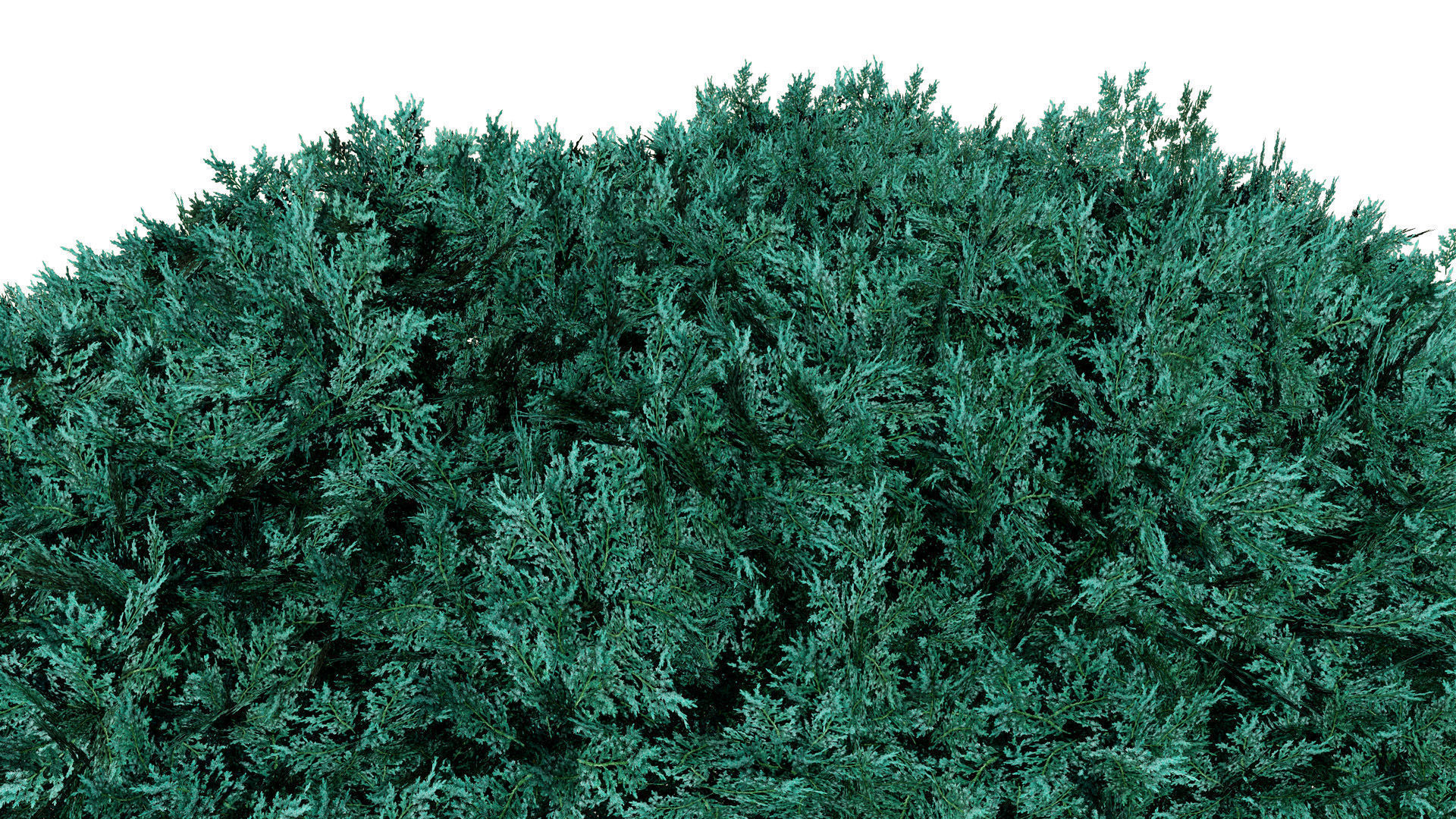 Juniper Bushes 3D Model Low-poly 3D model_6