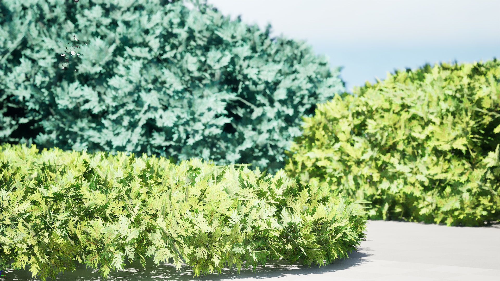 Juniper Bushes 3D Model Low-poly 3D model_7