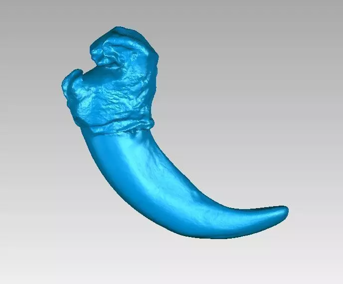 Real Bear Claw 3D model 3D printable | CGTrader