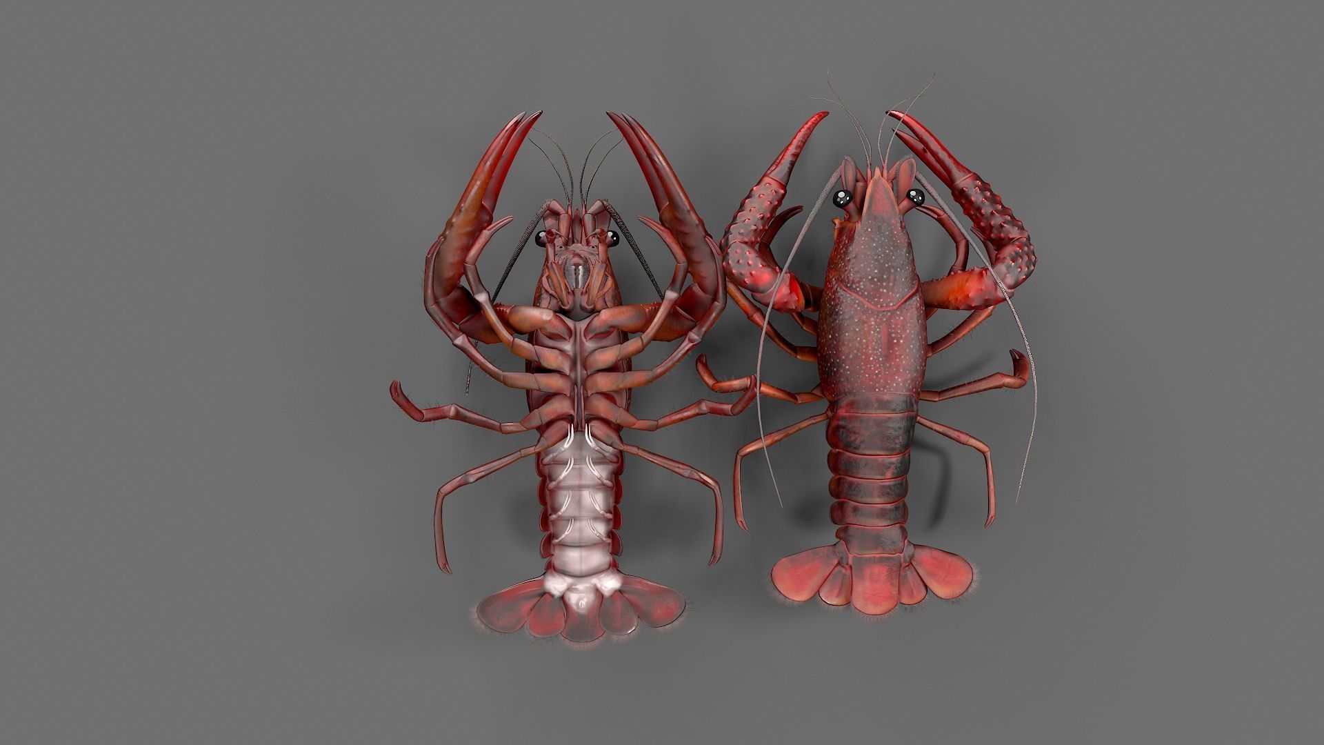Lobster Rigged for 3Dmax Low-poly 3D model_9