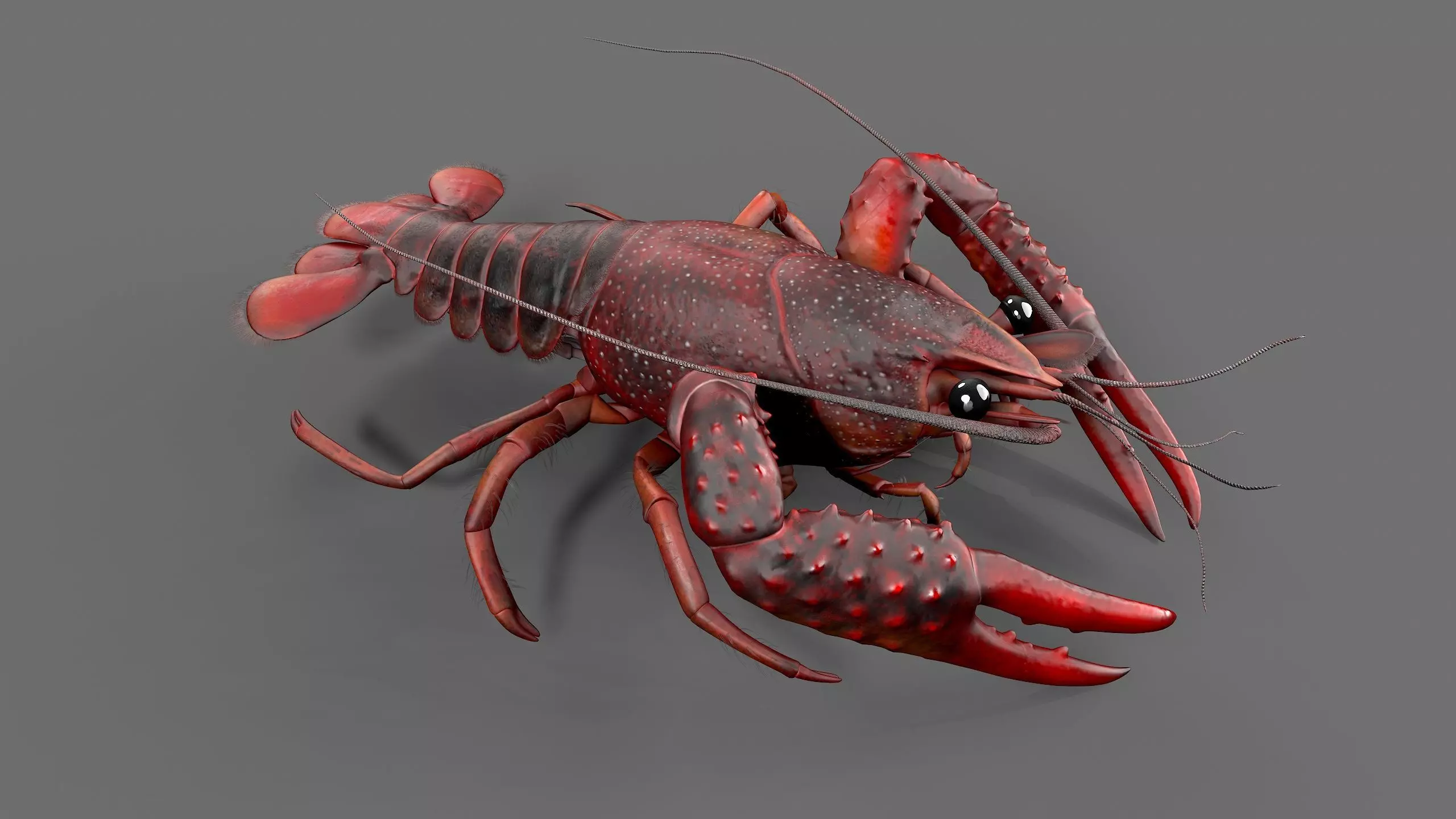 Lobster Rigged for 3Dmax Low-poly 3D model_0