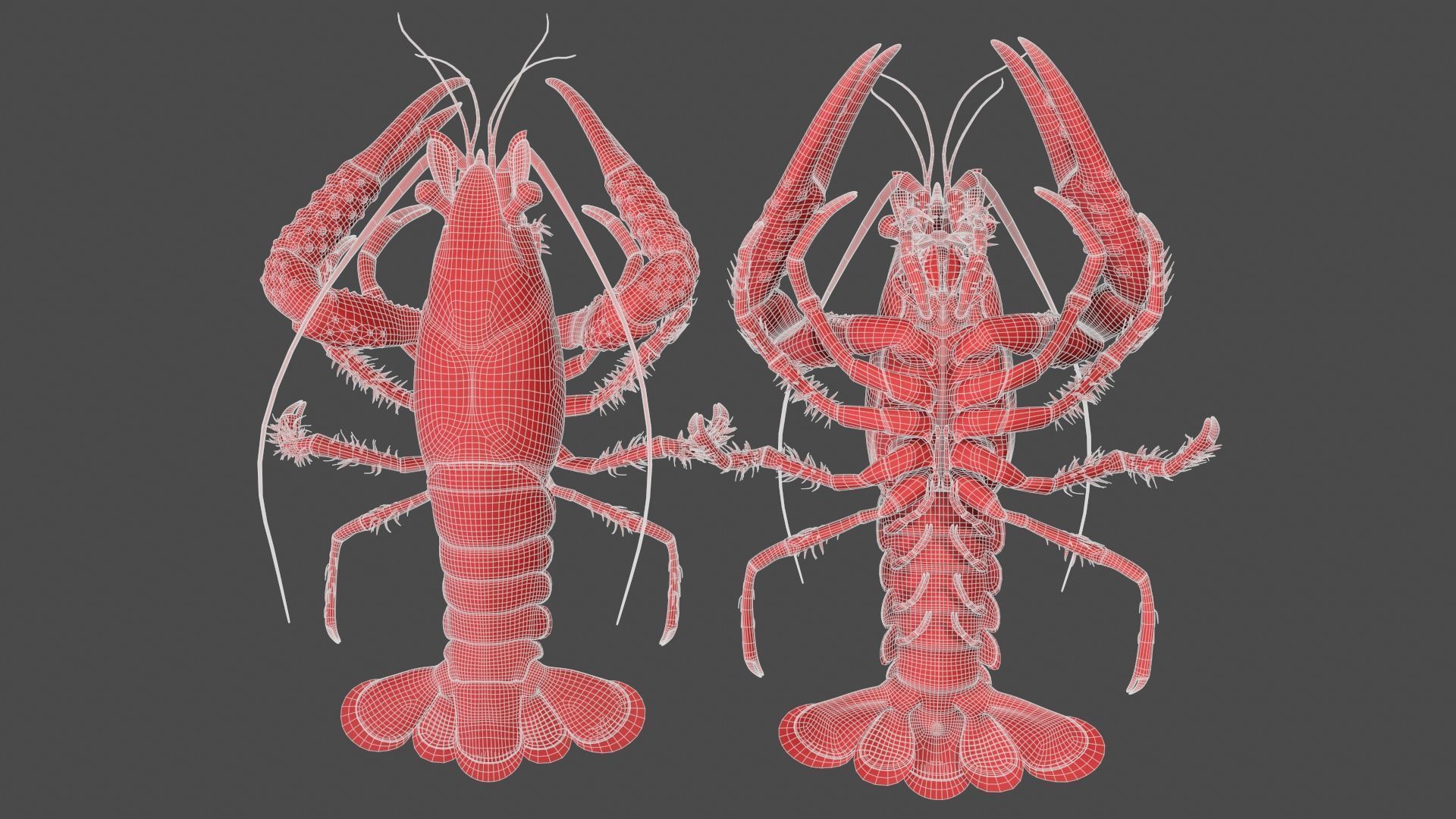 Lobster Rigged for 3Dmax Low-poly 3D model_15