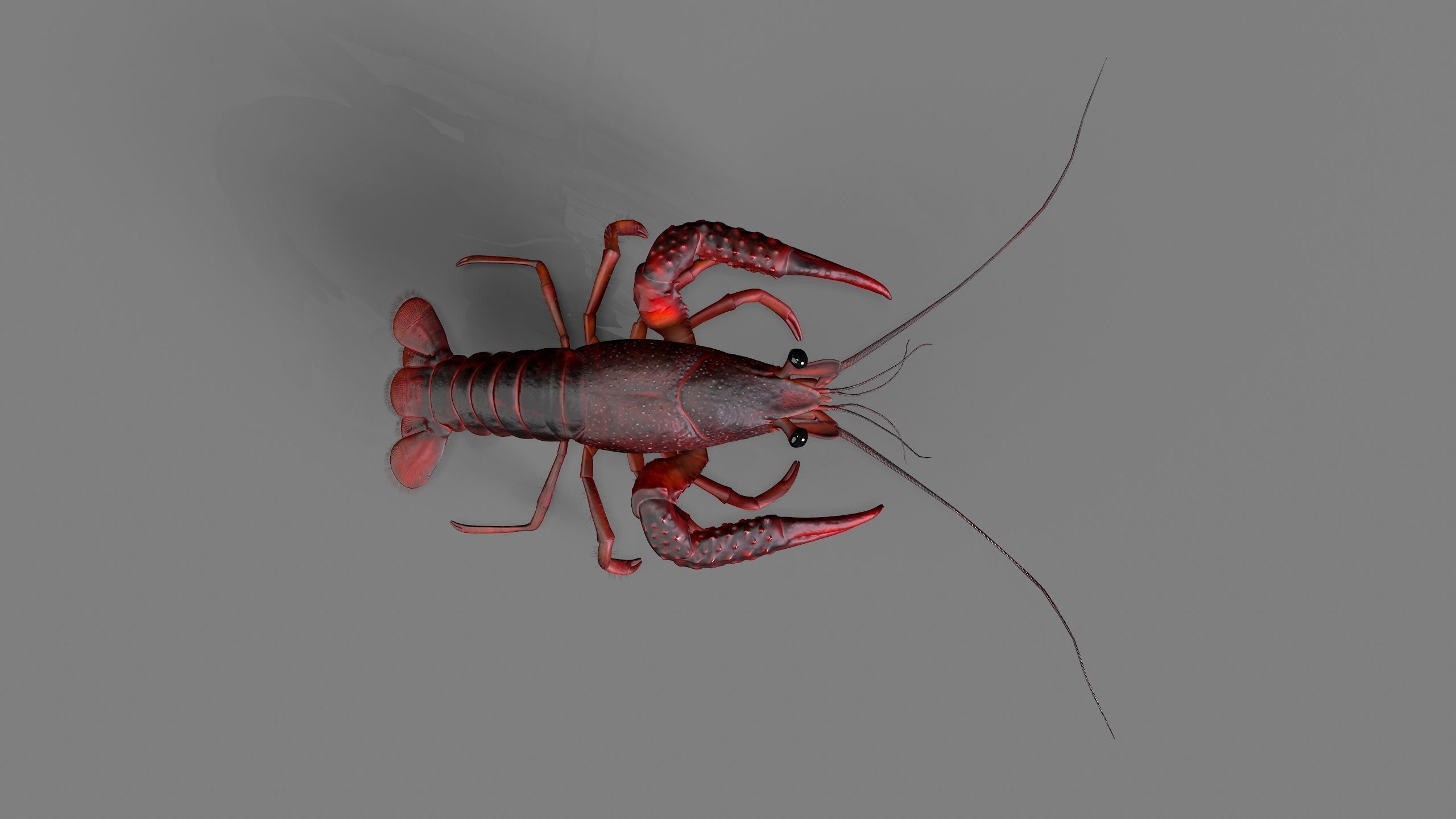 Lobster Rigged for 3Dmax Low-poly 3D model_5
