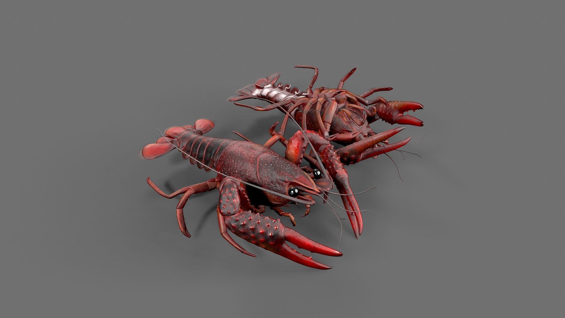 Lobster Rigged for 3Dmax Low-poly 3D model_7