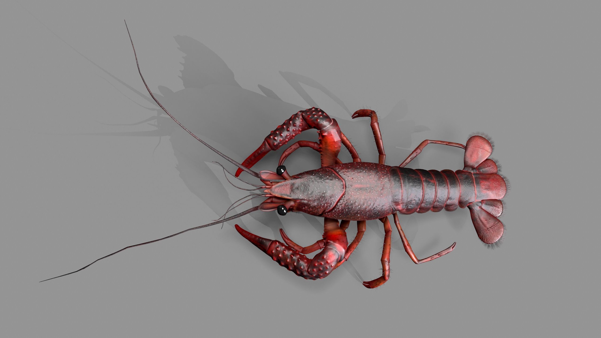 Lobster Rigged for 3Dmax Low-poly 3D model_4