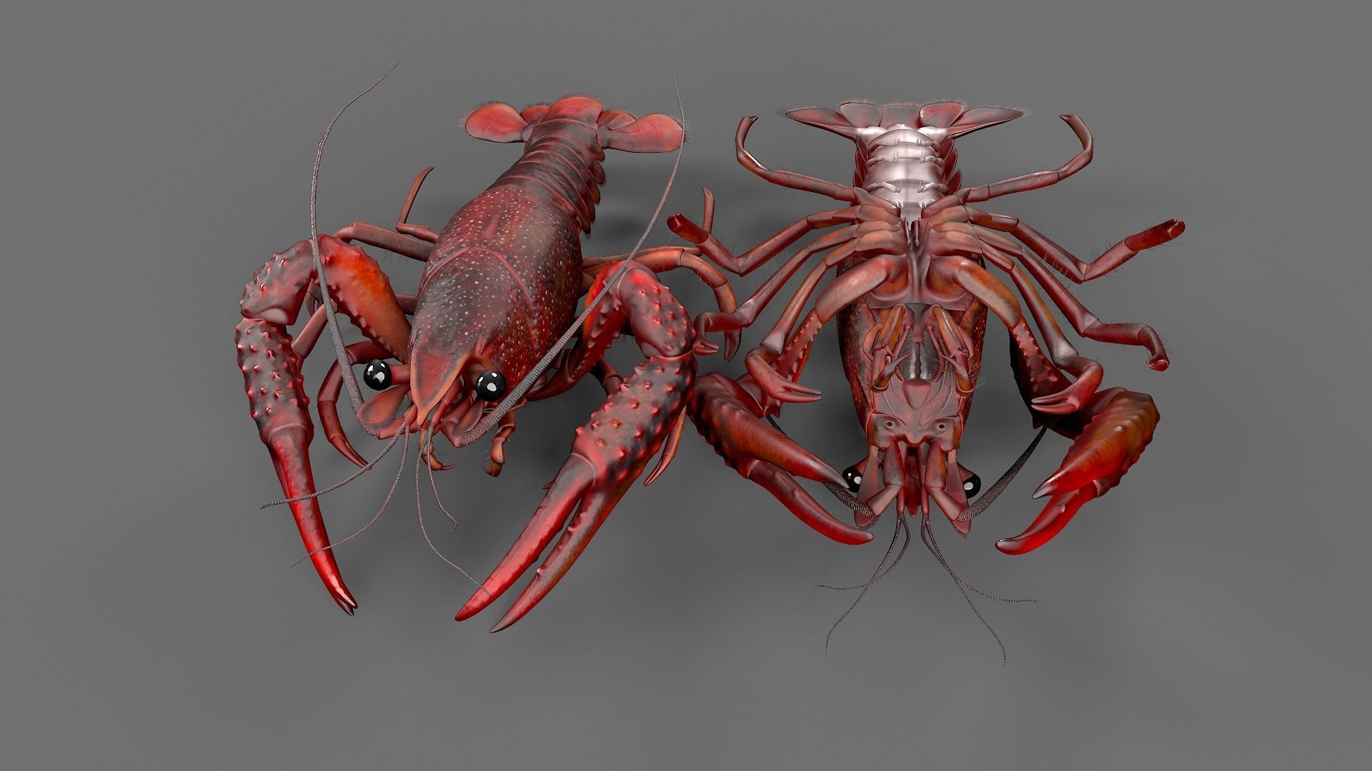 Lobster Rigged for 3Dmax Low-poly 3D model_8