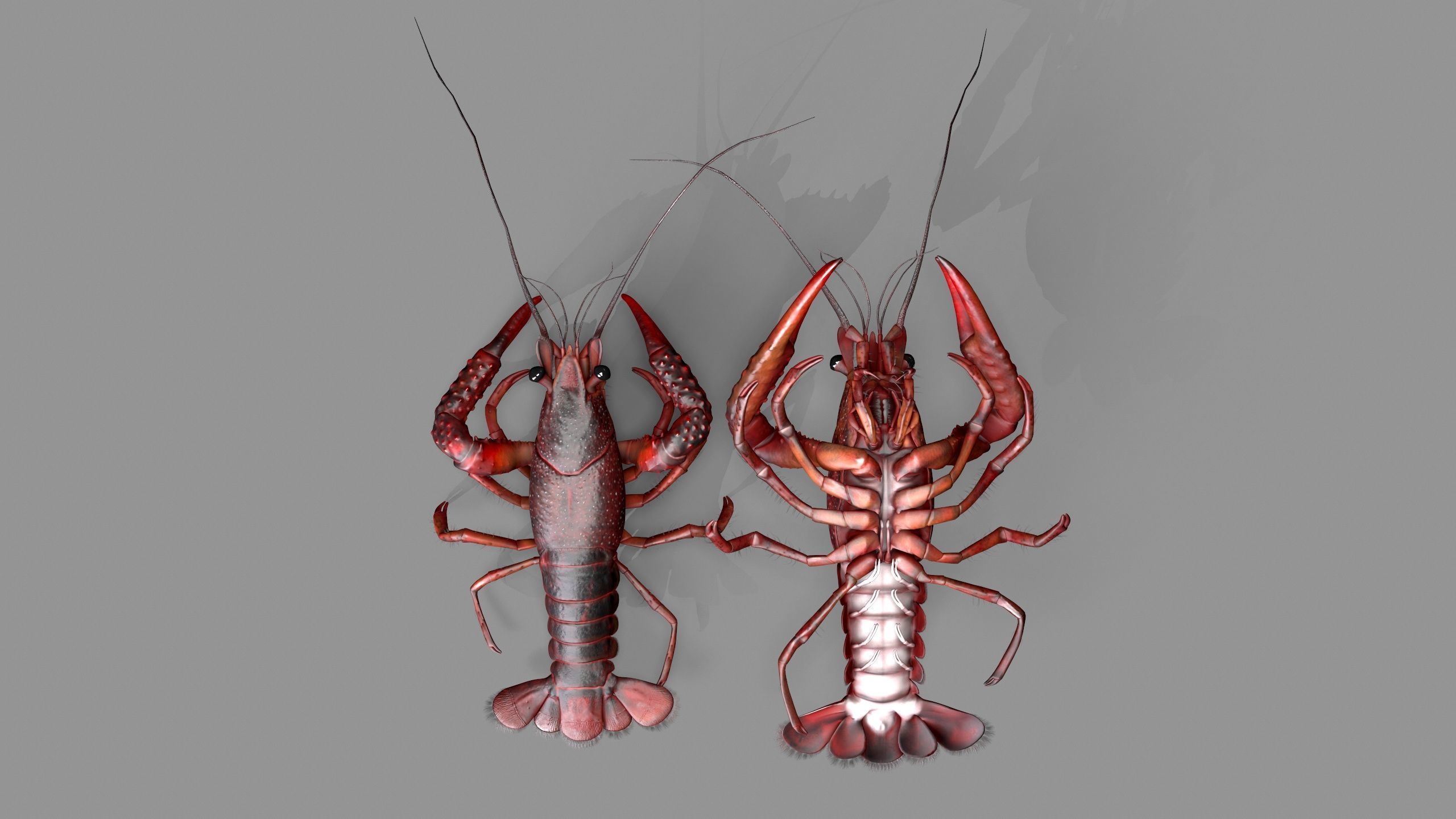 Lobster Rigged for 3Dmax Low-poly 3D model_10