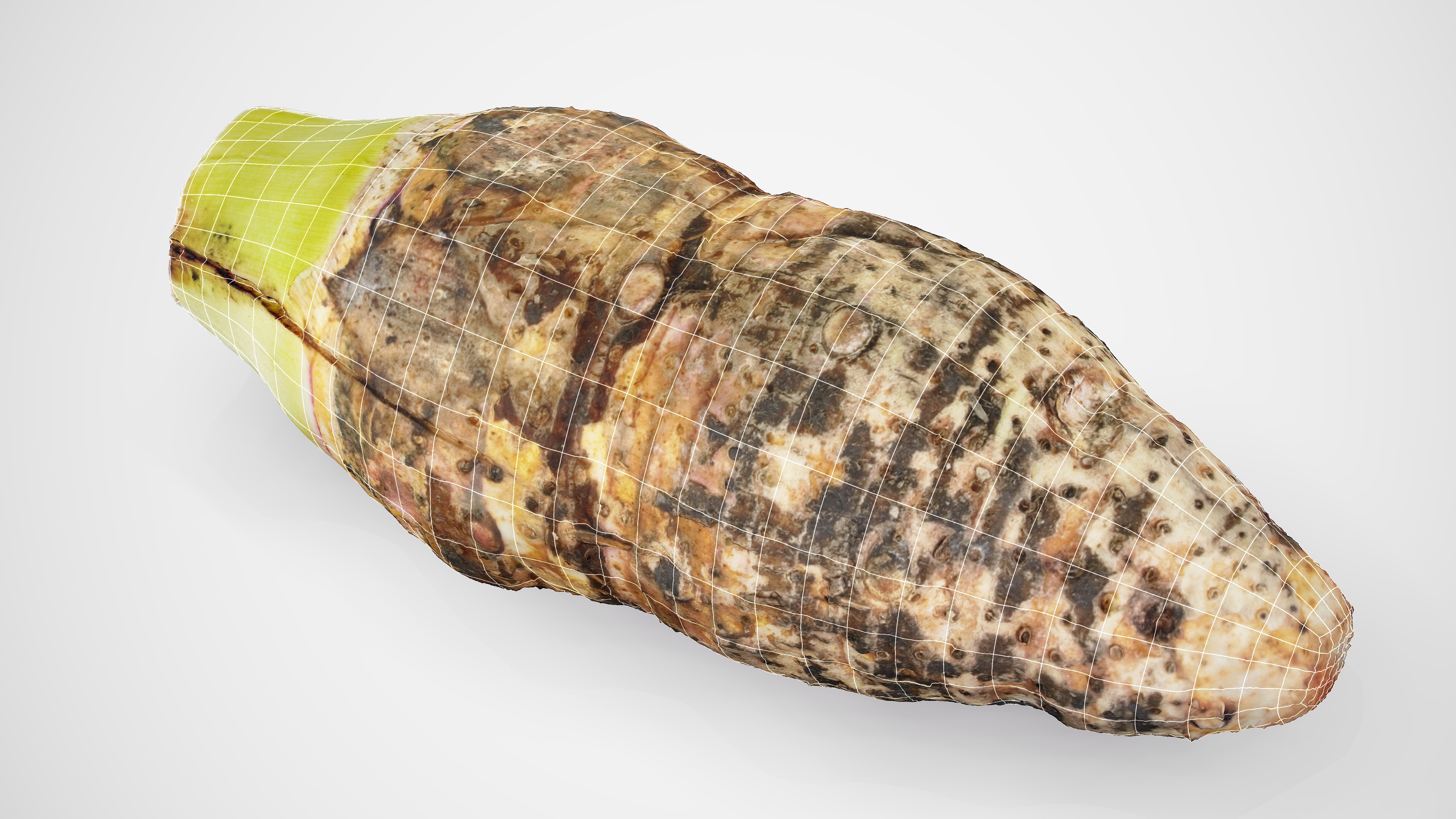 Taro Root - Photorealistic Scan Low-poly 3D model_3