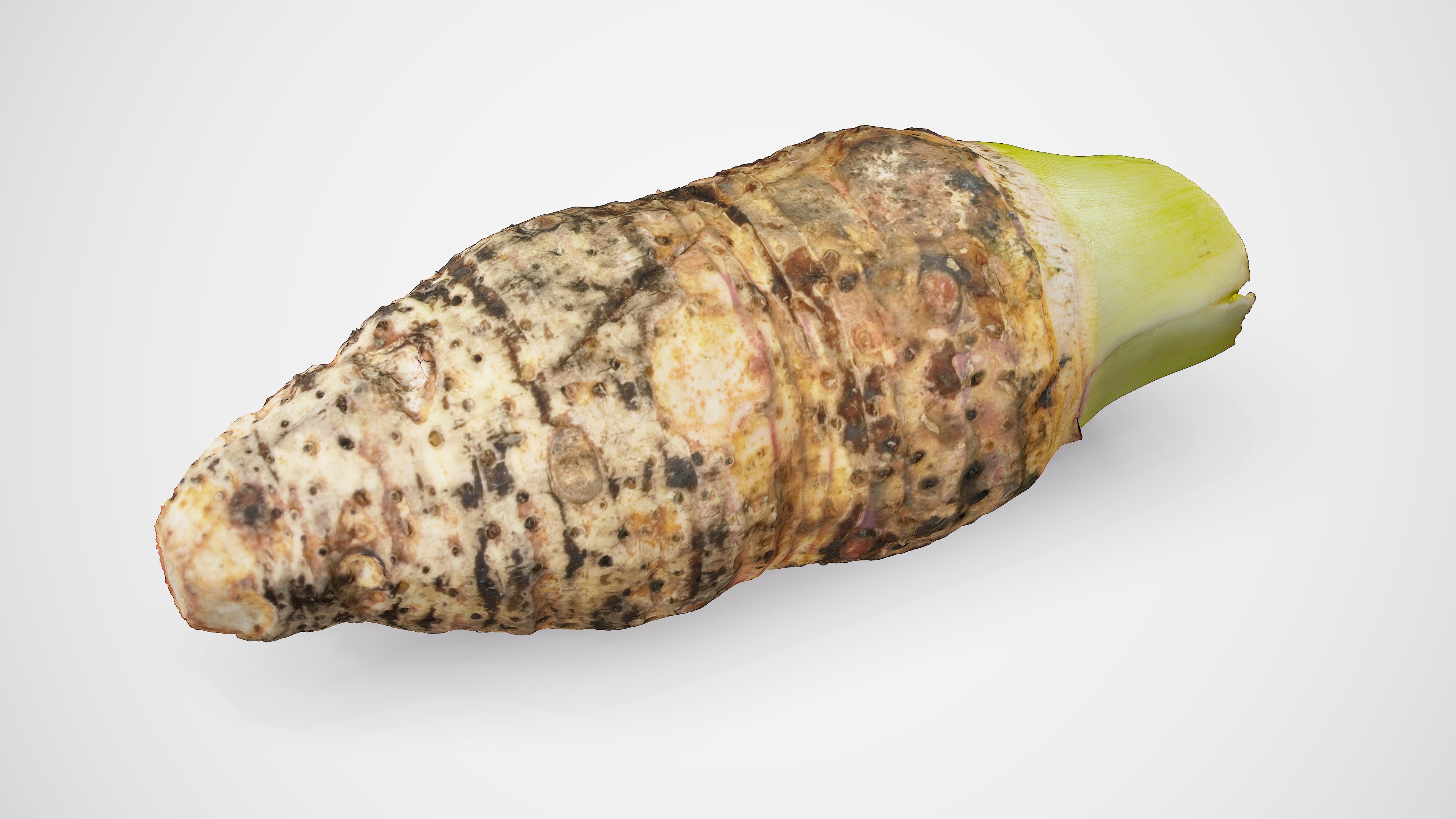 Taro Root - Photorealistic Scan Low-poly 3D model_14