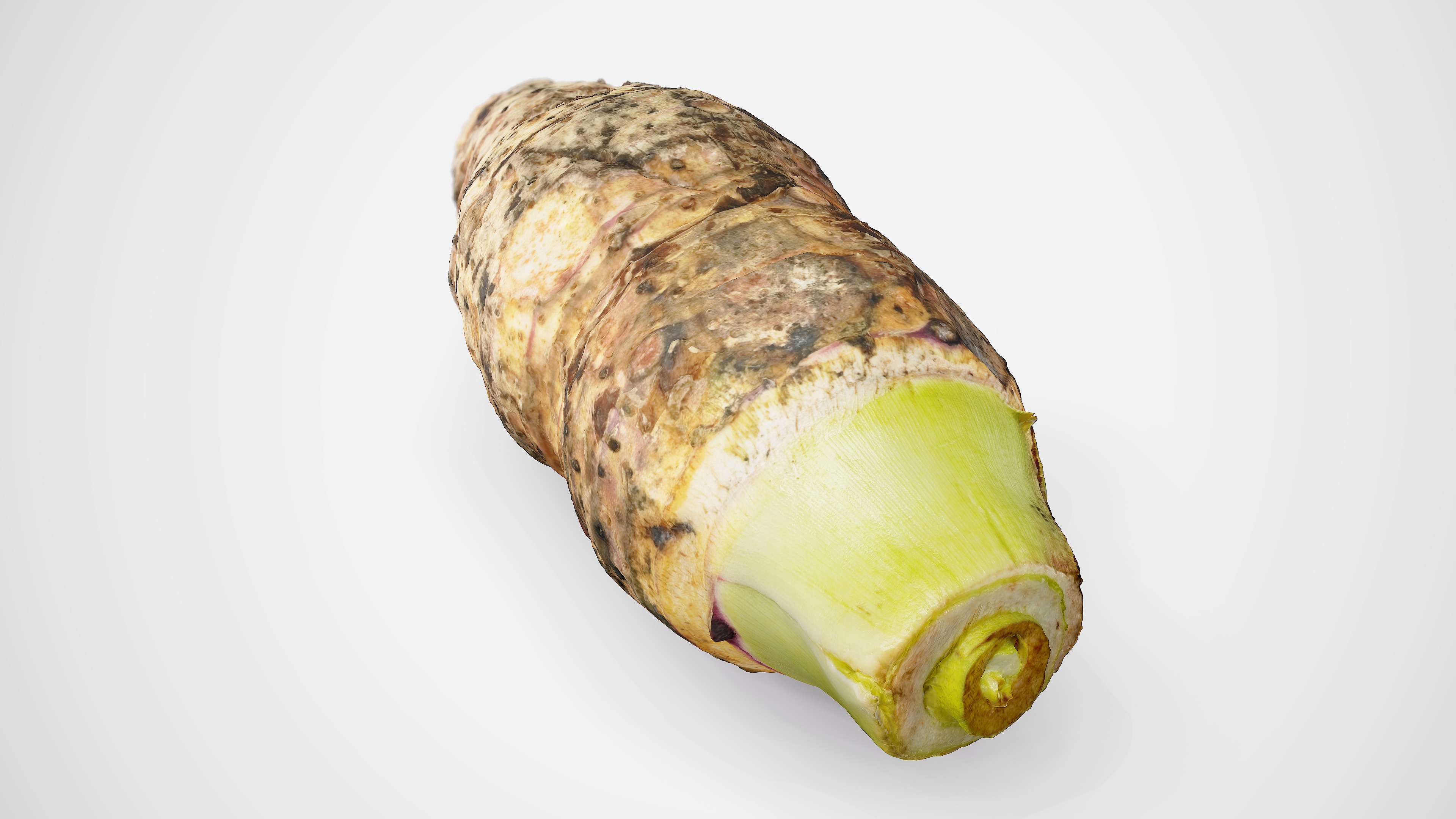 Taro Root - Photorealistic Scan Low-poly 3D model_11