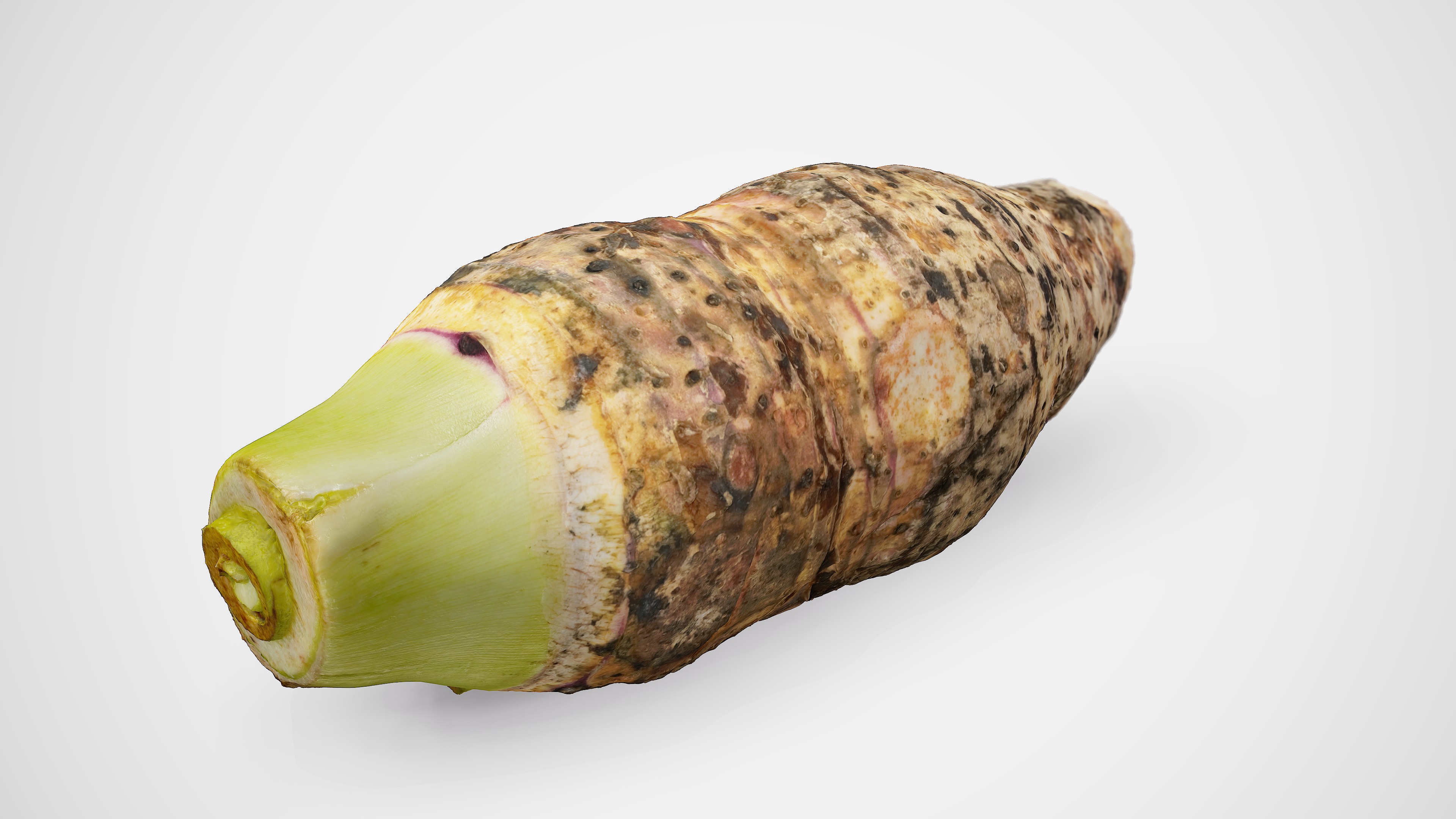 Taro Root - Photorealistic Scan Low-poly 3D model_5