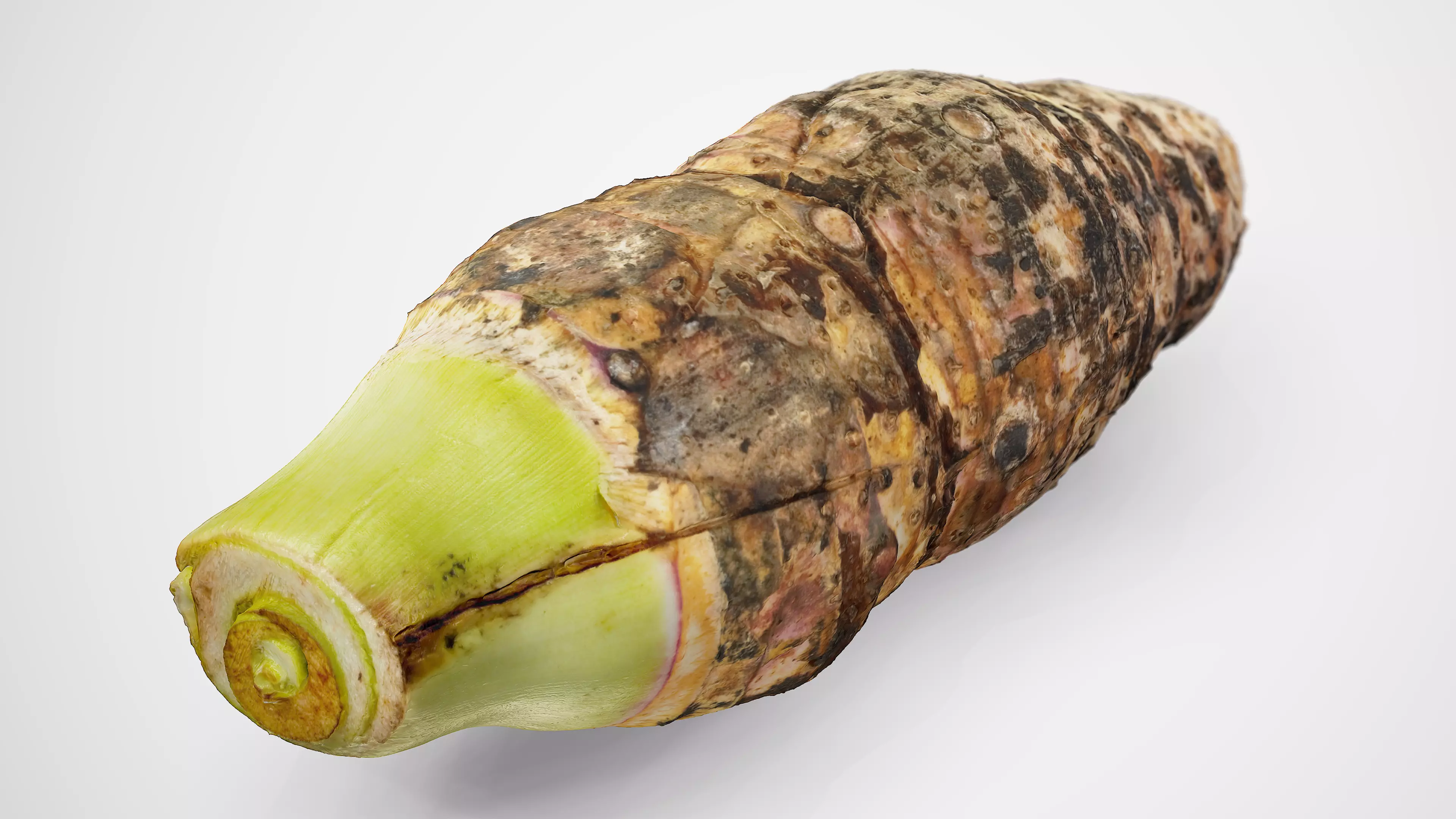 Taro Root - Photorealistic Scan Low-poly 3D model_0